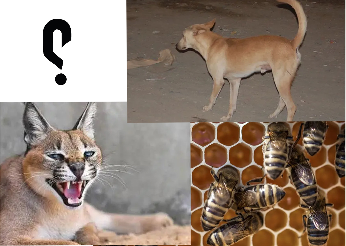 الوشق المصري