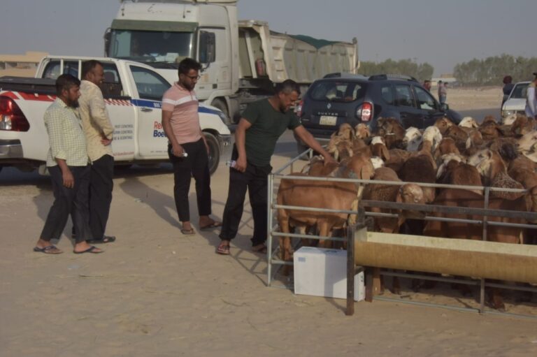 النعيمي-يتصدر.-غلاء-الأعلاف-يشعل-أسعار-الأضاحي-في-أسواق-الدمام-عاجل