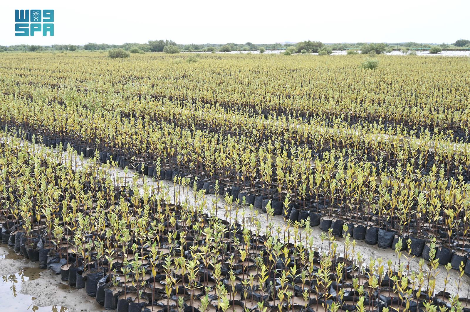 “تنمية-الغطاء-النباتي”-ينوّه-بجهود-المملكة-في-التشجير-والحفاظ-على-الموارد-البيئية-وتنميتها