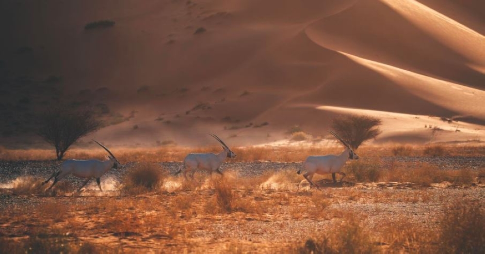 صور|-تسجيل-محمية-عروق-بني-معارض-في-القائمة-الخضراء-لاتحاد-حماية-الطبيعة