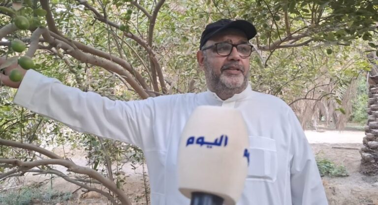 تحديات-مناخية-وآفات-حشرية-تضعف-إنتاج-اللومي-الحساوي-هذا-الموسم