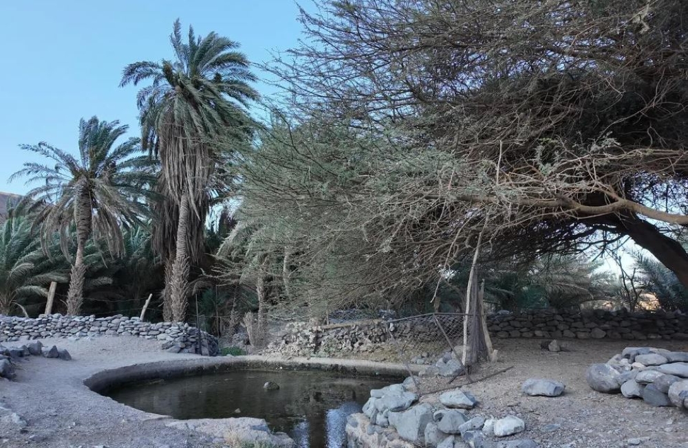 “عين-شلال”-بالعلا.-قصة-صمود-يرويها-جريان-مياهها-منذ-مئات-السنين