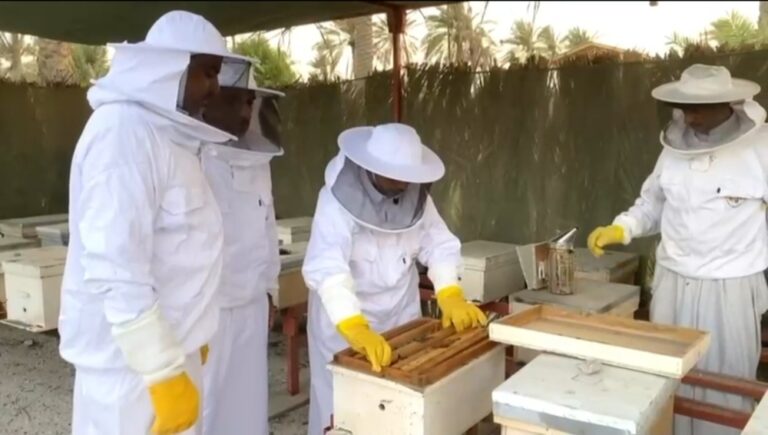 مبادرة-علمية-جديدة-لدراسة-عسل-المانجروف-عبر-30-خلية-في-الشرقية