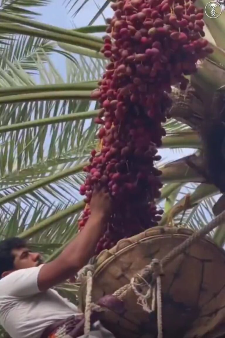 حصاد-”تمور-القطيف”.-250-ألف-نخلة-تنتج-5-أصناف