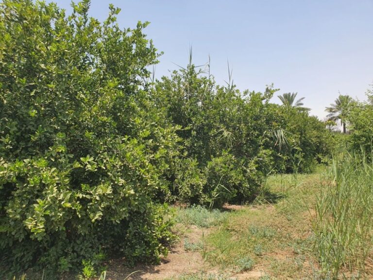 ”زراعة-الشرقية“:-تكنولوجيا-حديثة-لمراقبة-الحرارة-وتحديد-أوقات-الري