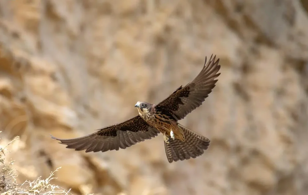 السعودية-معبر-آمن-للطيور-المهاجرة-في-موسم-الهجرة-الخريفية