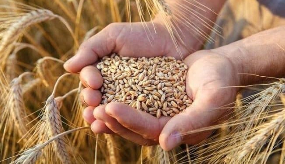 سعر-القمح-يهبط-لأدنى-مستوى-في-5-سنوات-مع-تحسن-الإمدادات-العالمية