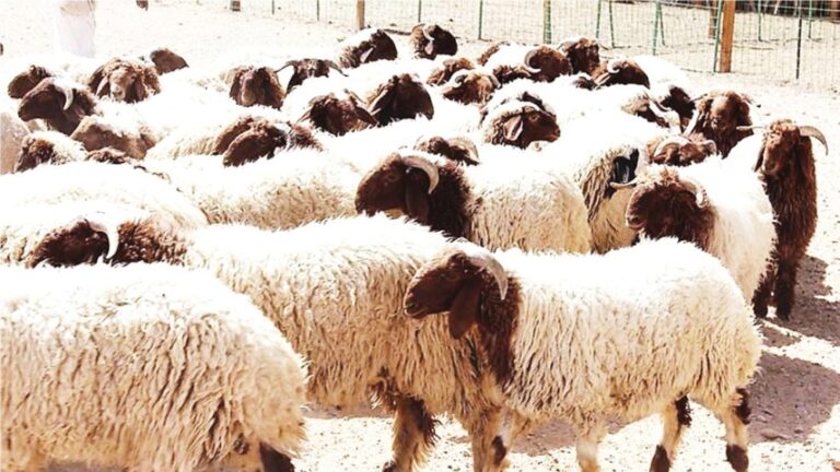 انخفاض-أسعار-الأغنام-في-السعودية.-وتباين-«الأعلاف»