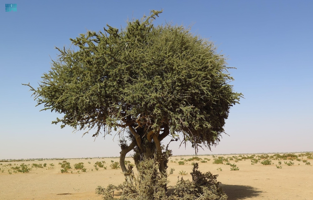 مهددة-بالانقراض.-اكتشاف-نادر-لشجرة-“السرح”-بمحمية-الملك-عبدالعزيز