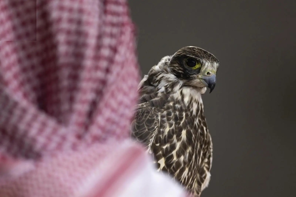 صقار-محظوظ-بمزاد-الرياض.-طرح-أول-شاهين-في-حياته-وباعه-بـ193-ألف-ريال