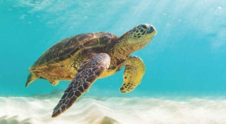 أستراليا-تلجأ-للأقمار-الصناعية-لحماية-السلاحف-البحرية-من-الانقراض