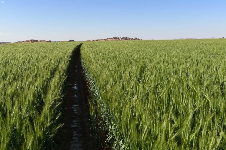 حسب-الطوالع.-ما-محاصيل-موسم-الزراعة-في-المملكة-بنوفمبر-وديسمبر؟