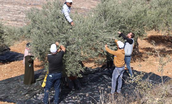 استمرار-هجمات-المستوطنين-في-الضفة-الغربية،-ودعوة-لمحاسبة-المتورطين