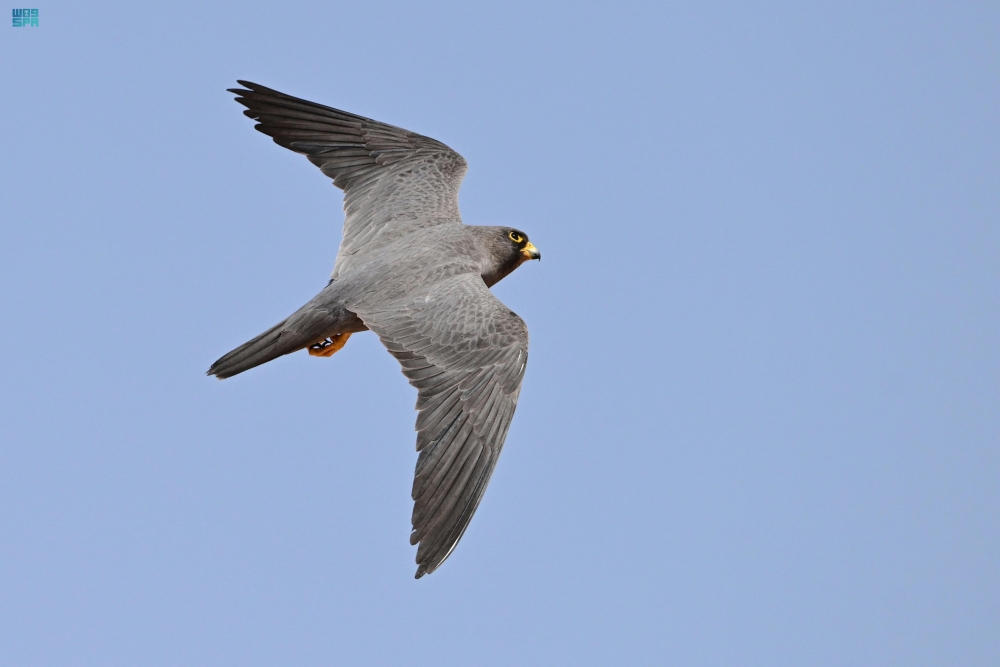 صور|-ازدهار-أعداد-الصقر-الأسحم-في-محمية-شرعان-الطبيعية