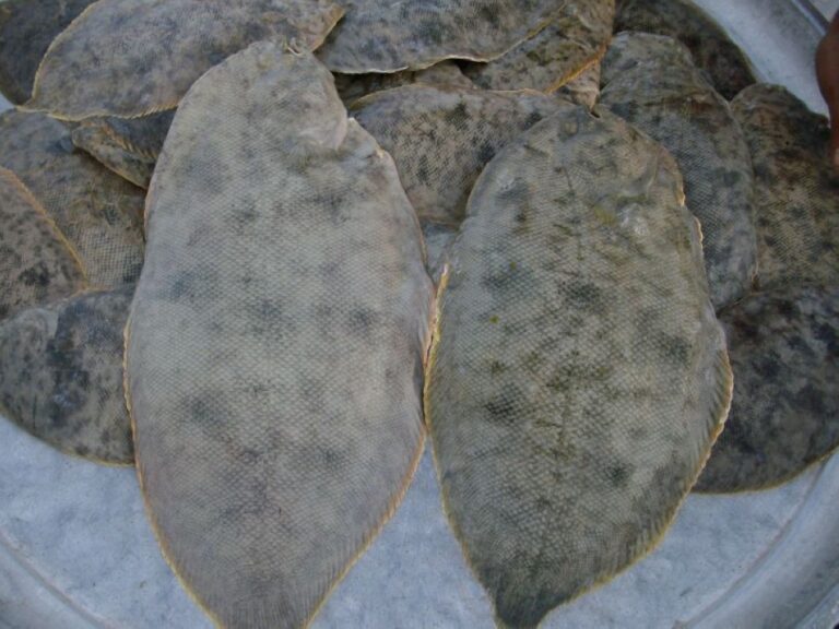 بعد-نقصه-بنسبة-70%.-زيادة-الطلب-على-سمك-الخوفع-وارتفاع-أسعاره