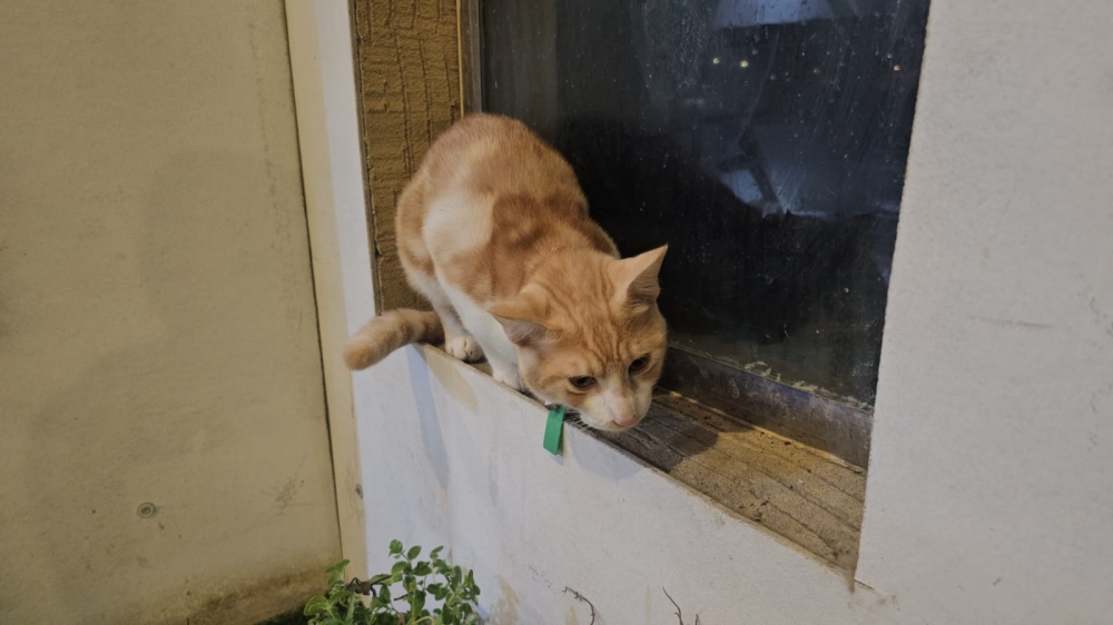 بجهود-ذاتية.-مبادرة-بالدمام-تنجح-في-إيواء-وتأهيل-16-ألف-حيوان-ضال