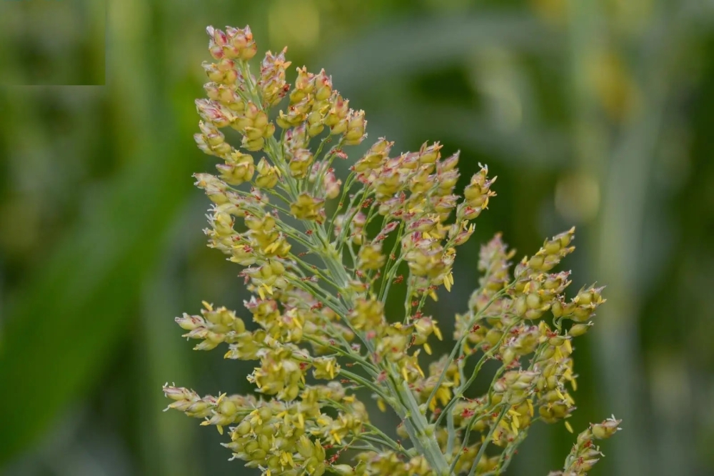 “الماربي”.-كنز-غذائي-واقتصادي-وبيئي-في-نجران