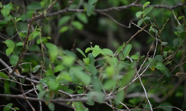 صور-|-السدر-في-جازان.-قيمة-ثقافية-وغذائية-تعزز-التوازن-البيئي