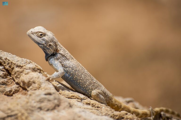 منها-الضب-العربي-والورل.-الزواحف-تعزز-التوازن-البيئي-بالحدود-الشمالية