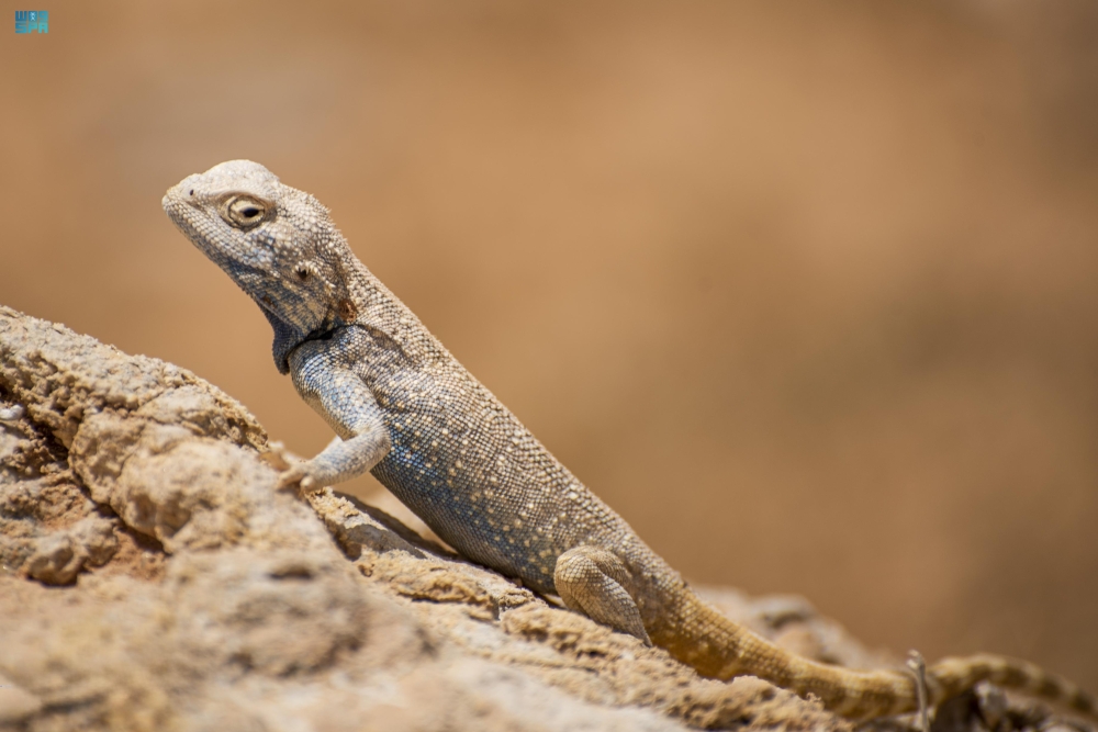 منها-الضب-العربي-والورل.-الزواحف-تعزز-التوازن-البيئي-بالحدود-الشمالية
