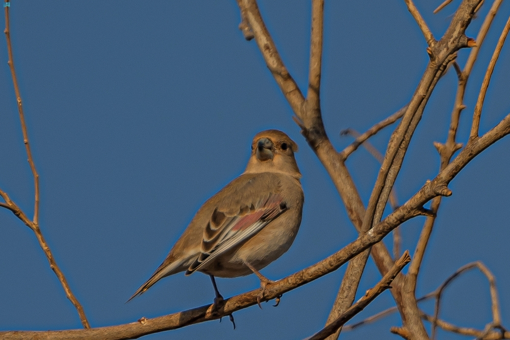 صور-|-أبرز-الطيور-المهاجرة.-رصد-“الحسون-الصحراوي”-في-السعودية