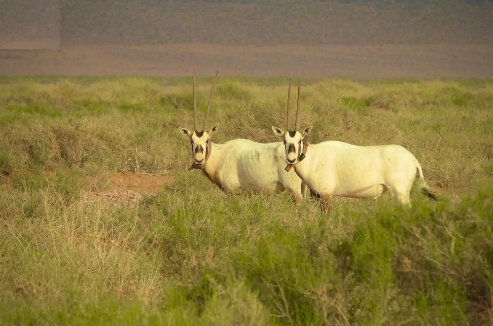 معرض-للانقراض.-المها-العربي-يثري-الحياة-الفطرية-في-محمية-الملك-سلمان