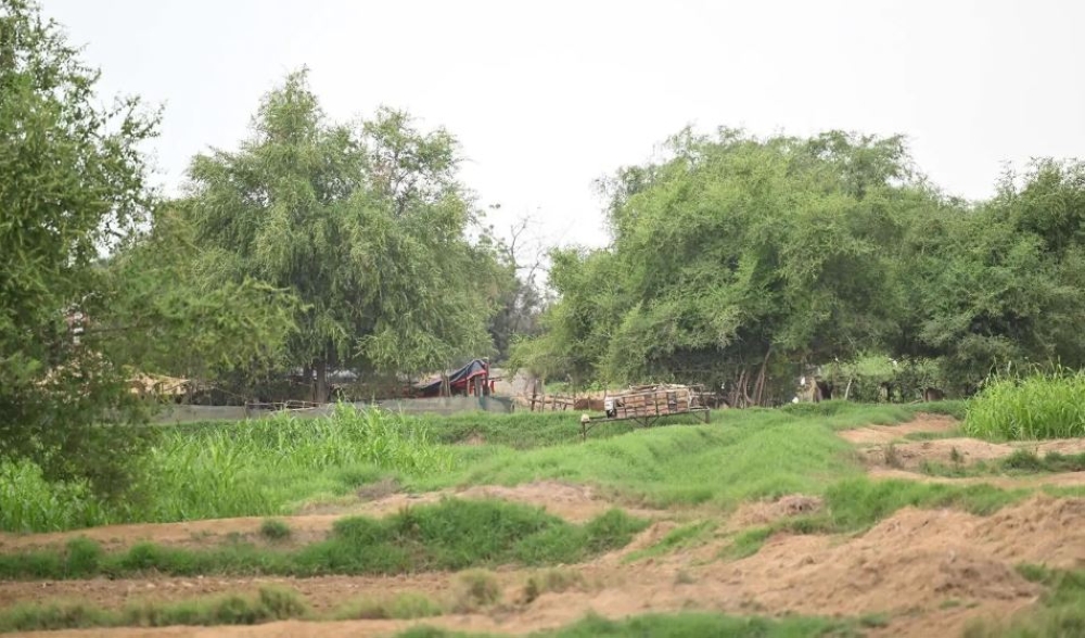 أبرزها-السدر-والوسن.-حصر-61-نوعاً-نباتياً-بالشرقية-لدعم-مشاريع-التشجير