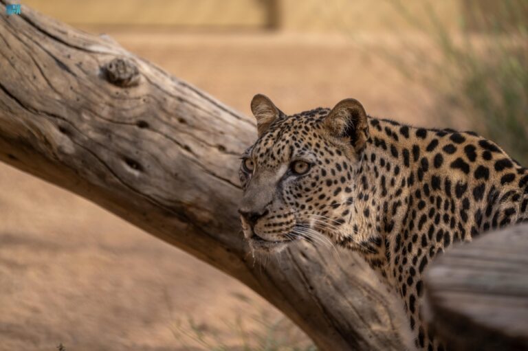 محافظة-العُلا.-ريادة-في-صون-الحياة-الفطرية-وتعزيز-التنوع-الأحيائي