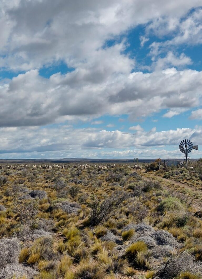 دراسة-من-“كاوست”:-تنوع-النباتات-يعزز-قدرة-الأراضي-الجافة-على-تحمّل-الرعي