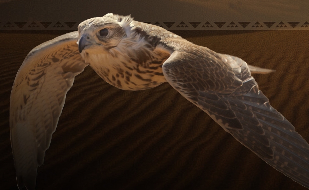 استمرار جهود تنفيذ برنامج "هدد" لحماية الصقور وتعزيز استدامتها