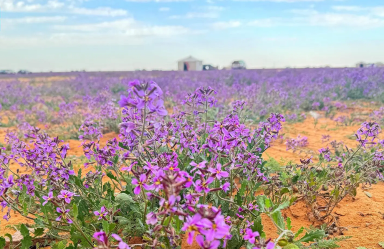 بداية-فصل-الربيع-فلكيًا.-وتساوي-الليل-والنهار-في-النصف-الشمالي