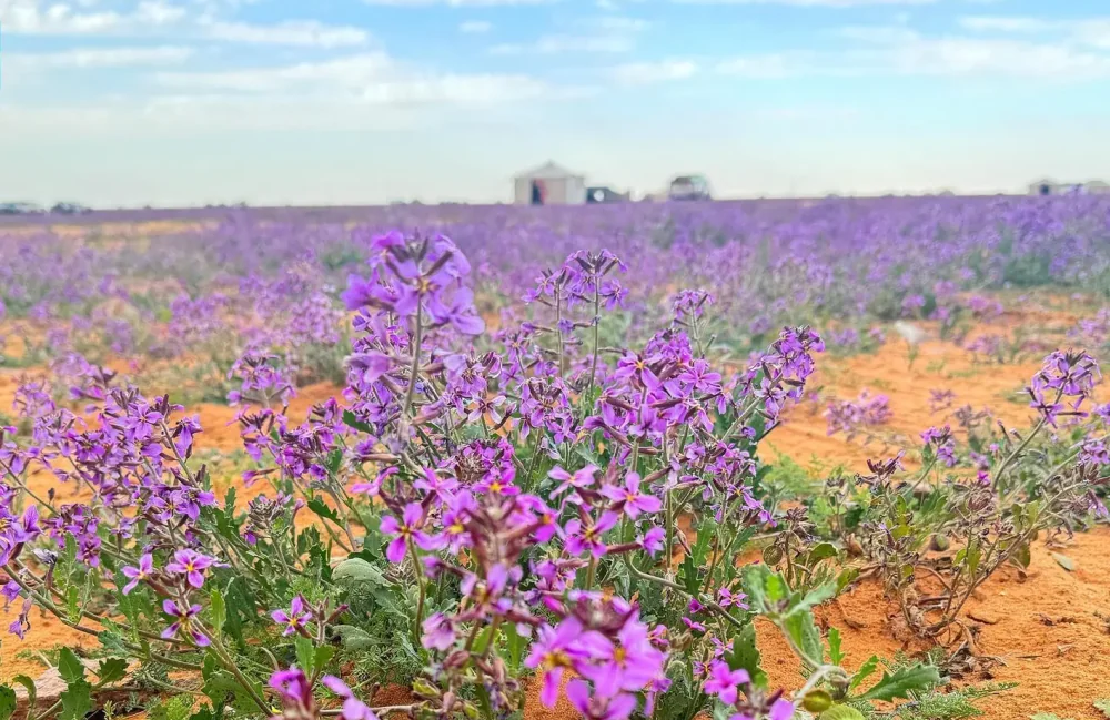 بداية-فصل-الربيع-فلكيًا.-وتساوي-الليل-والنهار-في-النصف-الشمالي