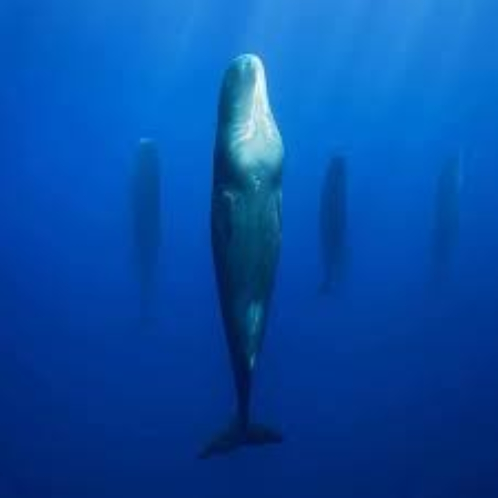 تفاصيل-غير-مسبوقة.-الكشف-عن-تعاون-إناث-حيتان-العنبر-خلال-الولادة