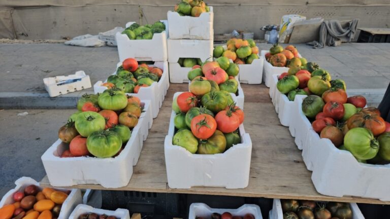 الذهب-الأحمر.-العوامية-تصدر-الطماطم-الرامسي-للخليج-بأرقام-قياسية