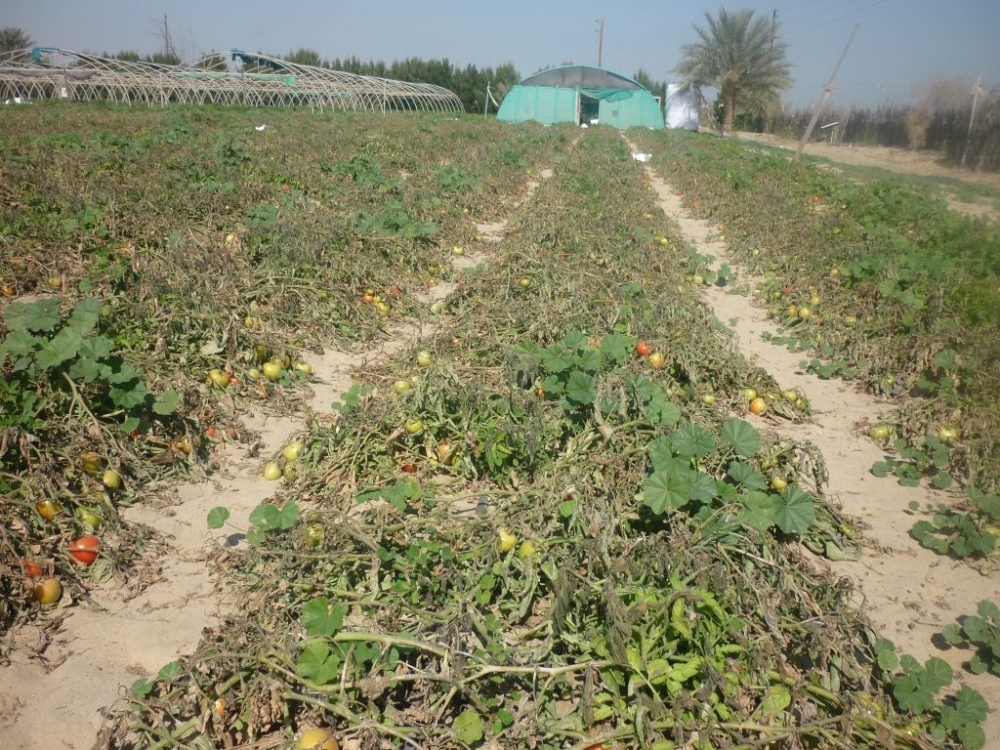 تدريب-مزارعي-الشرقية-على-تحويل-المخلفات-لسماد-عضوي