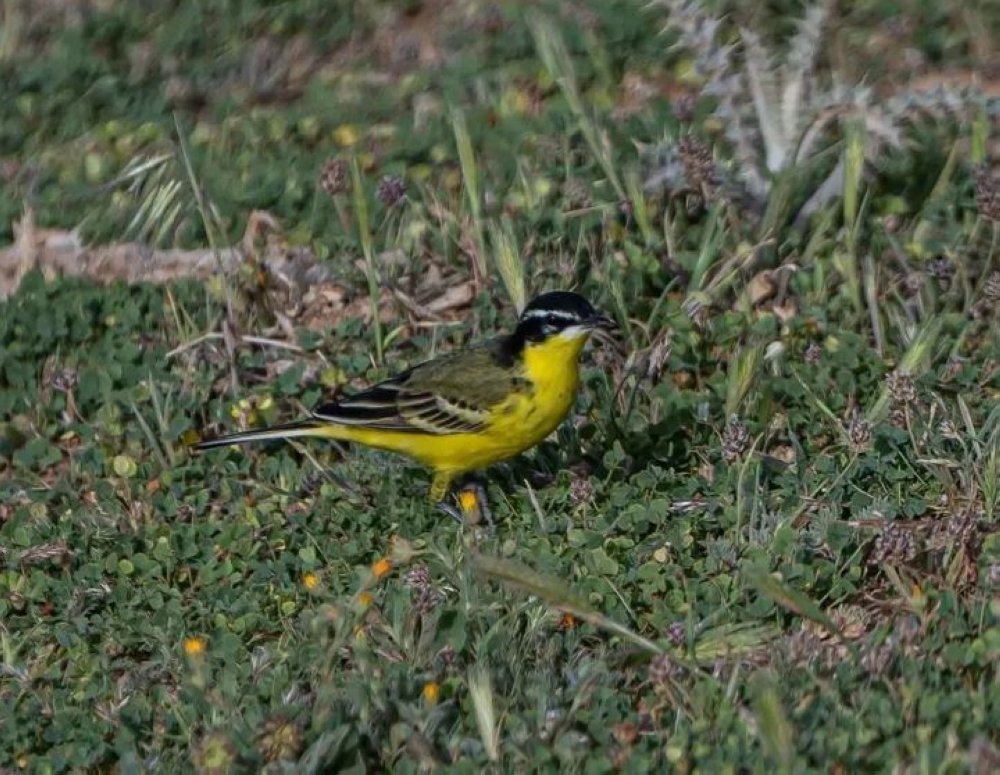 خلال موسم الهجرة.. رصد طائر الذعرة الصفراء في الحدود الشمالية