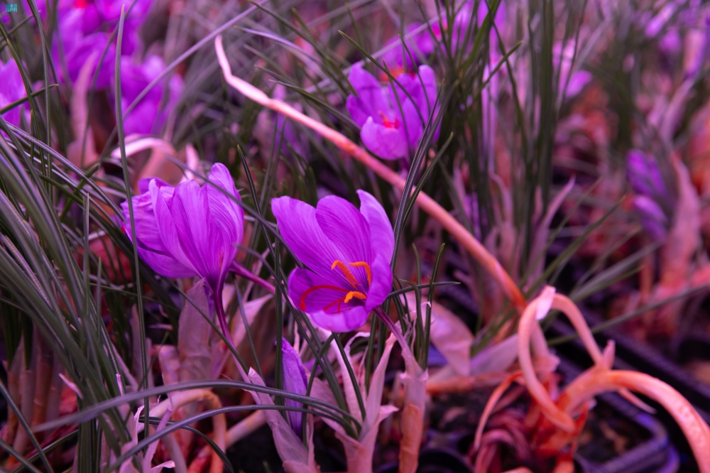 إنجاز-نوعي.-اعتماد-عالمي-لتوطين-الزعفران-السعودي-بمواصفات-قياسية