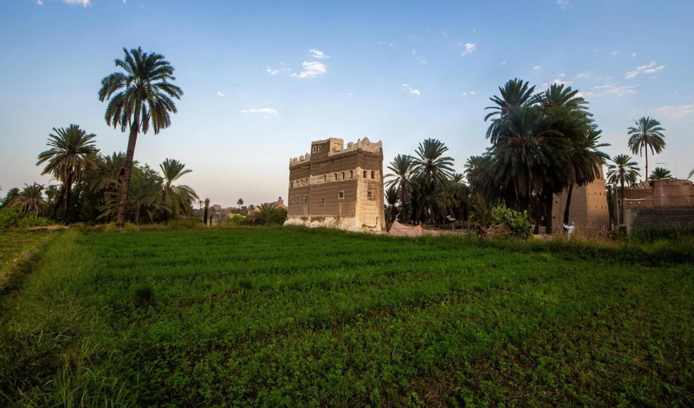 النخيل-المُعمَّر-بنجران.-إرث-شامخ-يروي-حكاية-الأرض-والإنسان