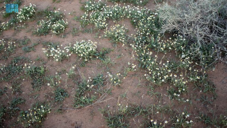 الربيع-في-القصيم.-زهرة-الأقحوان-تزين-المتنزهات-وتلفت-أنظار-الزوار