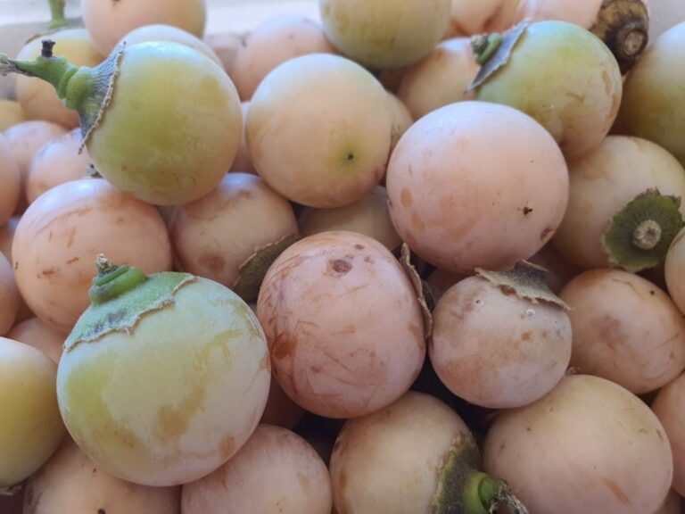 الزراعة:-الرطوبة-الزائدة-والذبابة-البيضاء-تهددان-محصول-البمبر