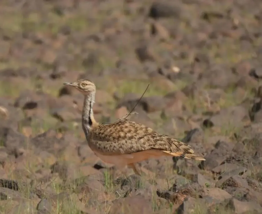 خلال-فصل-الربيع.-السعودية-معبر-مهم-وموطن-آمن-للطيور-المهاجرة
