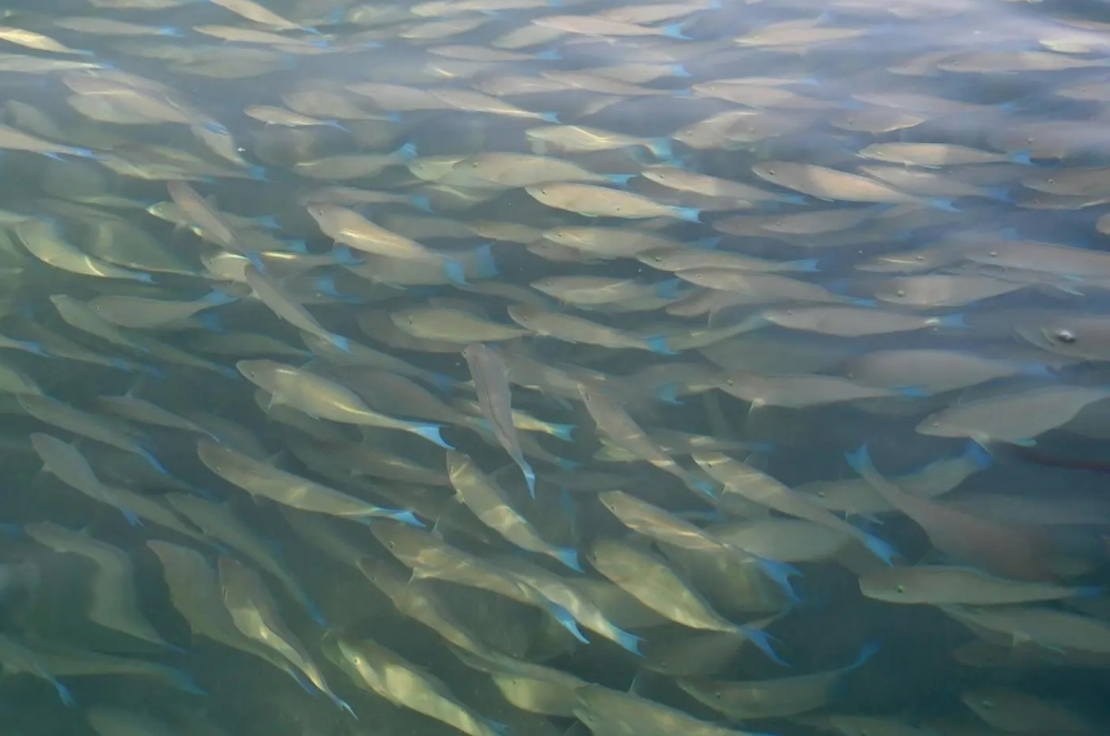 ظاهرة-سنوية.-ظهور-أسراب-أسماك-الحريد-قبالة-شواطئ-فرسان