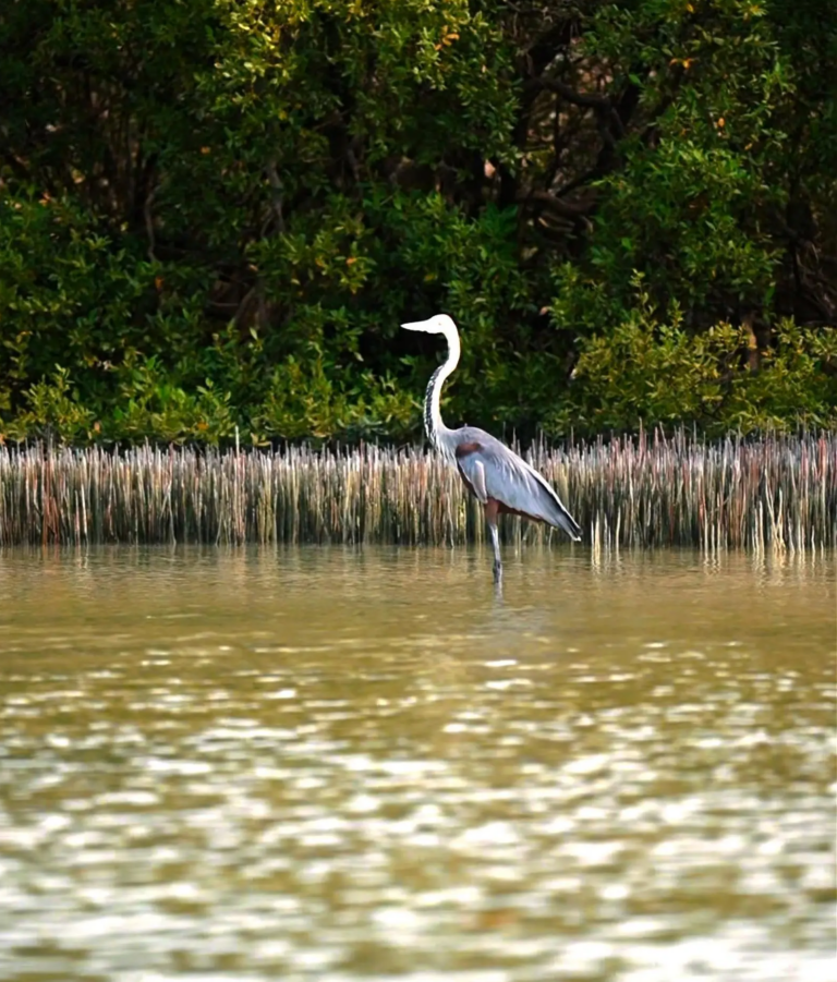 جزيرة-“زُفاف”.-لؤلؤة-فرسانية-تختزن-أسرار-البحر-الأحمر
