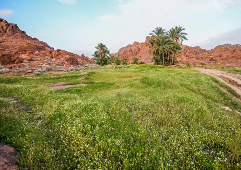 ربيع-أجا.-خضرة-ومياه-تعيد-تشكيل-جمال-الطبيعة-في-حائل