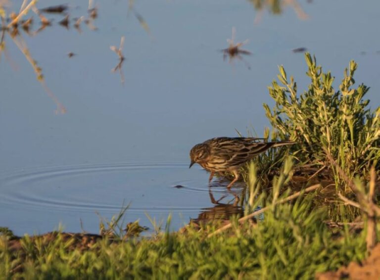 الجشنة-حمراء-الزور.-زائر-رشيق-يزين-براري-السعودية-بتنوعه-اللوني