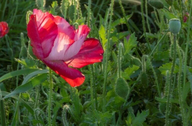 صور-|-الجوف-تتزين-بالأحمر.-“الديدحان”-ترسم-لوحات-ربيعية-ساحرة