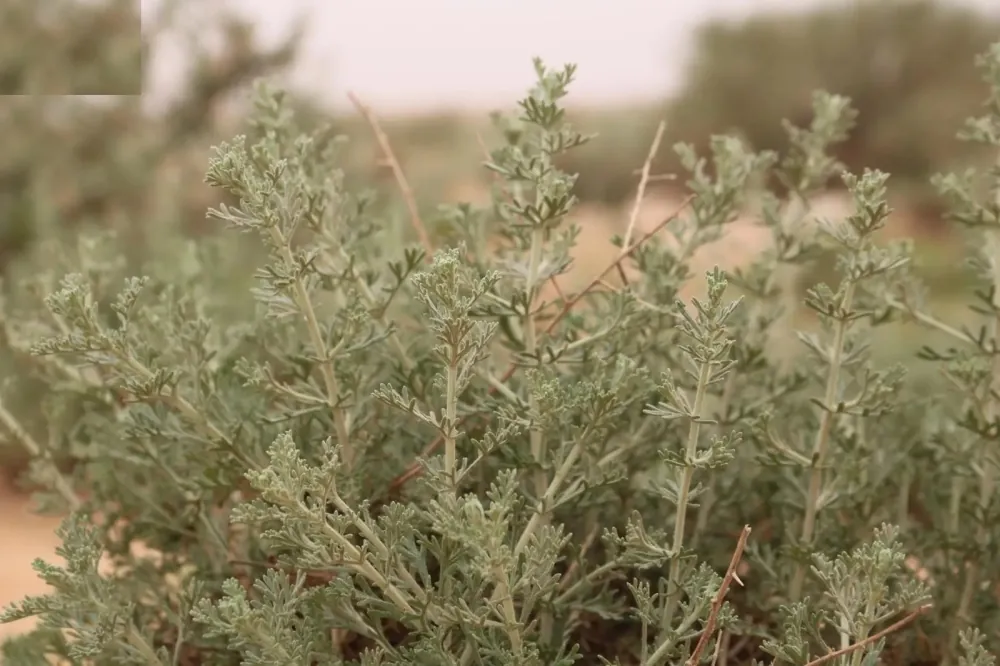 الشيح-أبرز-الكنوز-النباتية-الطبيعية-في-البيئة-الصحراوية-برفحاء