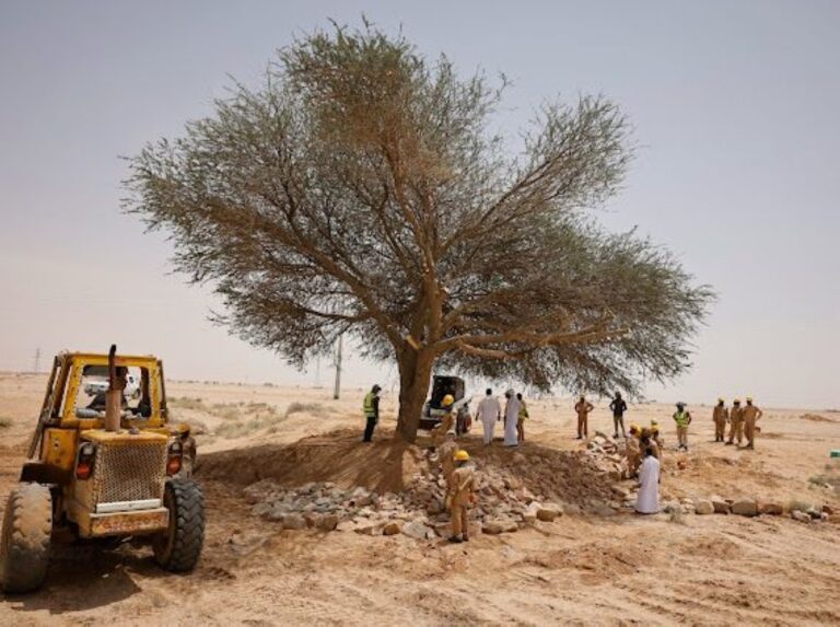 “الغطاء-النباتي”-يعيد-تأهيل-شجرة-طلح-معمّرة-في-الدوادمي
