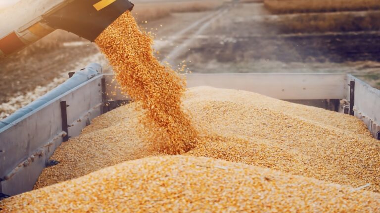 طرح-المناقصة-الثالثة-في-العام-الحالي-لاستيراد-710-آلاف-طن-من-القمح