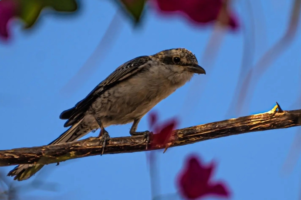 ظهور-“الصرد-المقنع”-يعزز-التنوع-الحيوي-في-الحدود-الشمالية